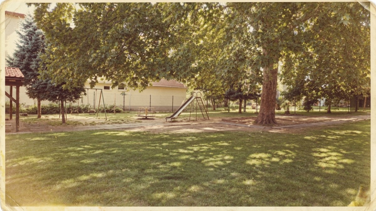 Fotografia školského dvora s košatým platánom, 1980